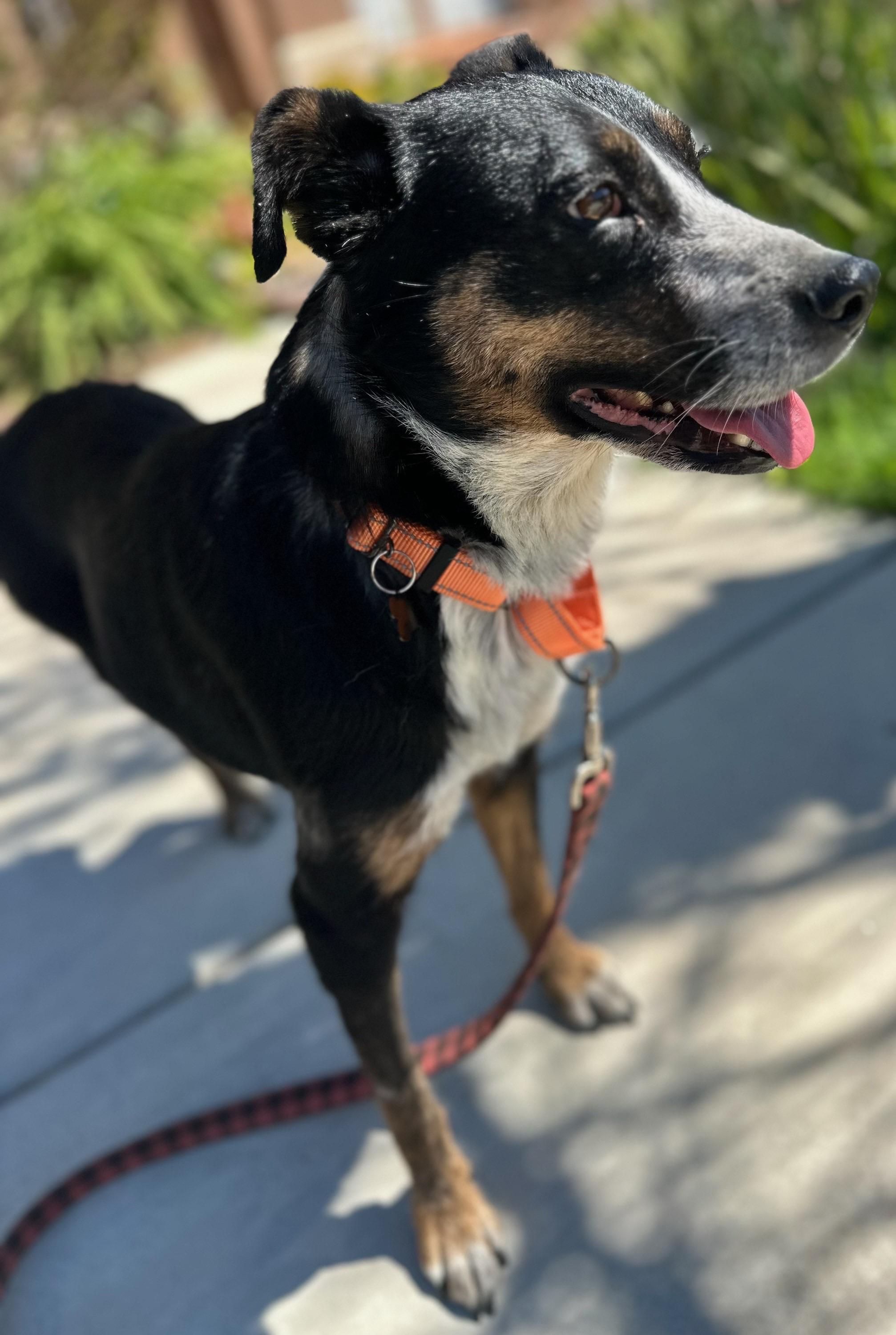 Enlarge Lucy Goosey, a ADOPTABLE mixed breed in Murrieta, CA image 5/6