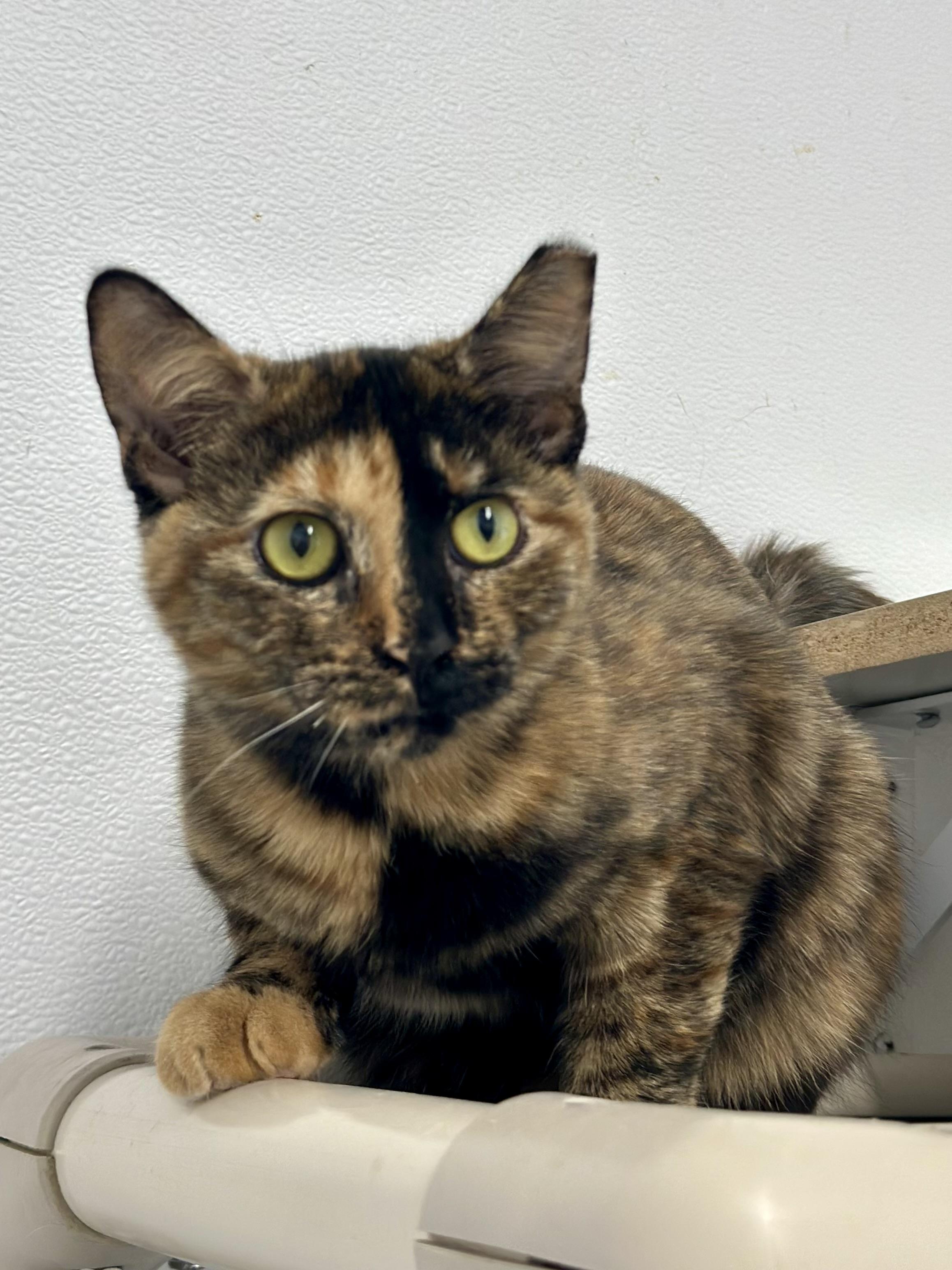 Enlarge Ellen, a Adoptable Domestic Short Hair in Faribault, MN image 1/2