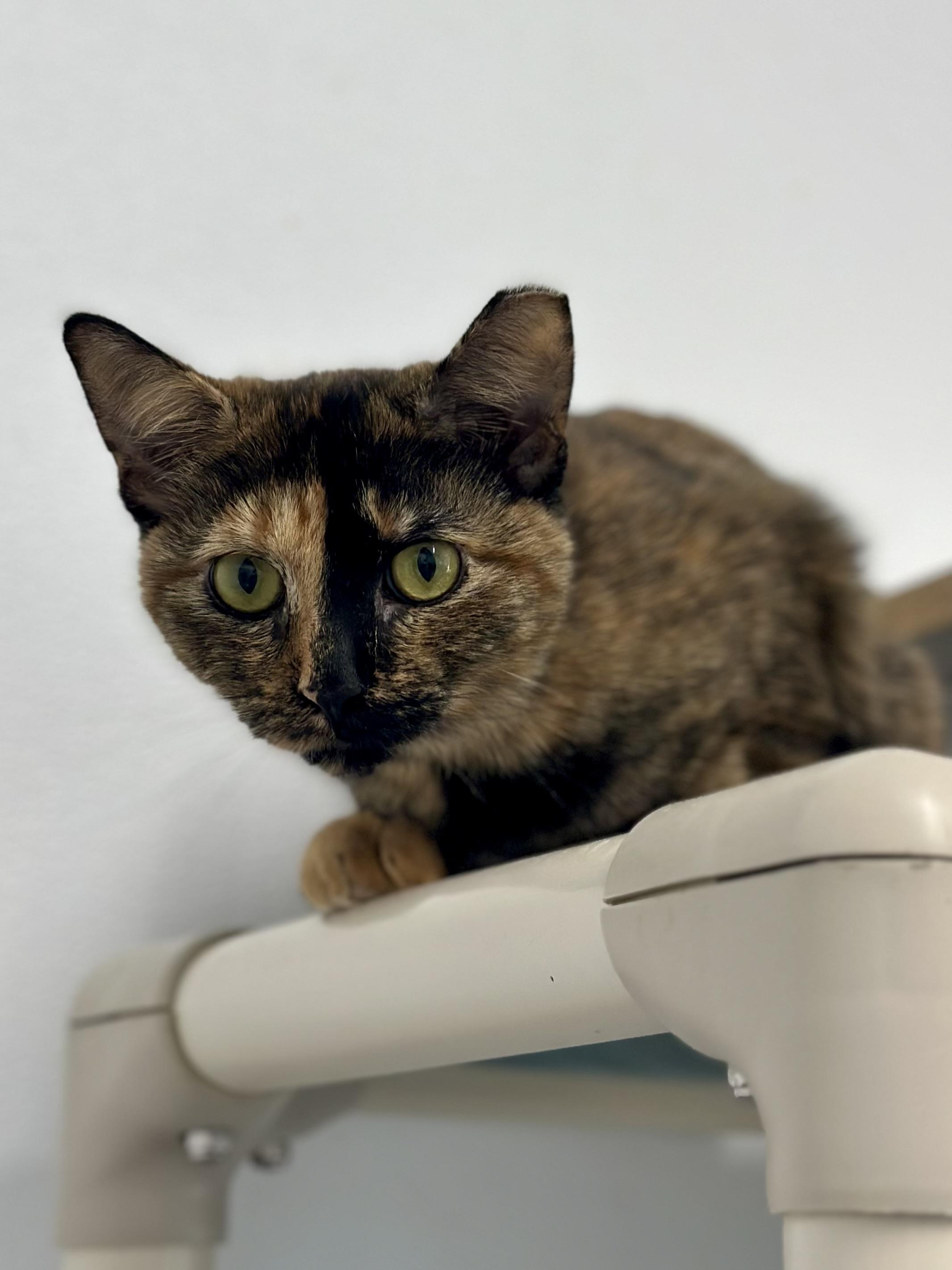 Enlarge Ellen, a Adoptable Domestic Short Hair in Faribault, MN image 2/2