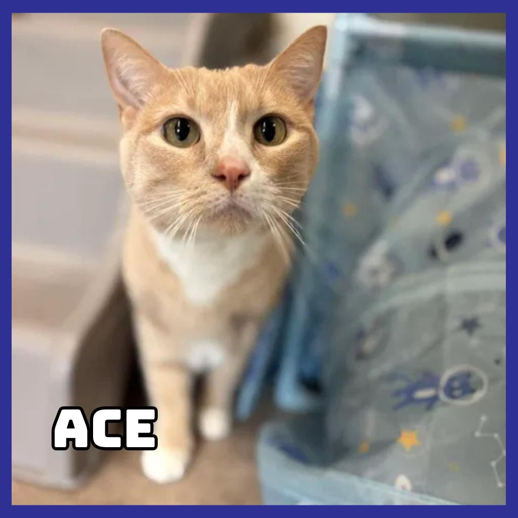 Enlarge Ace, a Adoptable mixed breed in Glenwood, MN image 1/1