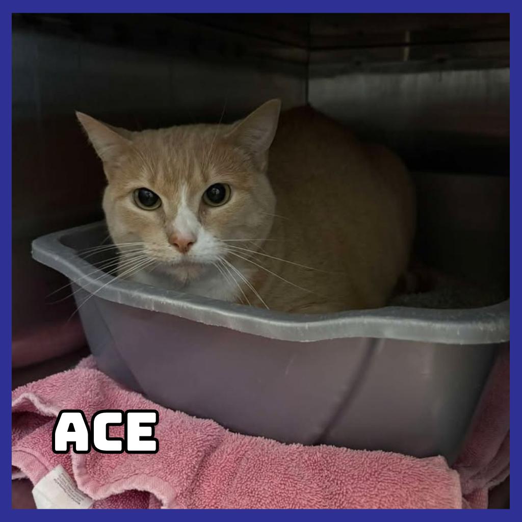 Ace, Adoptable, Adult Female Domestic Short Hair & Mixed Breed.