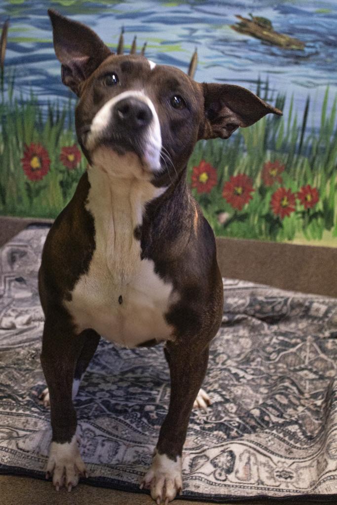 Enlarge Big Frankie, a Adoptable mixed breed in Florence, SC image 2/6
