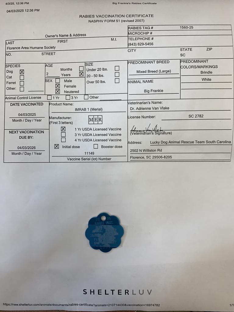Enlarge Big Frankie, a Adoptable mixed breed in Florence, SC image 1/6