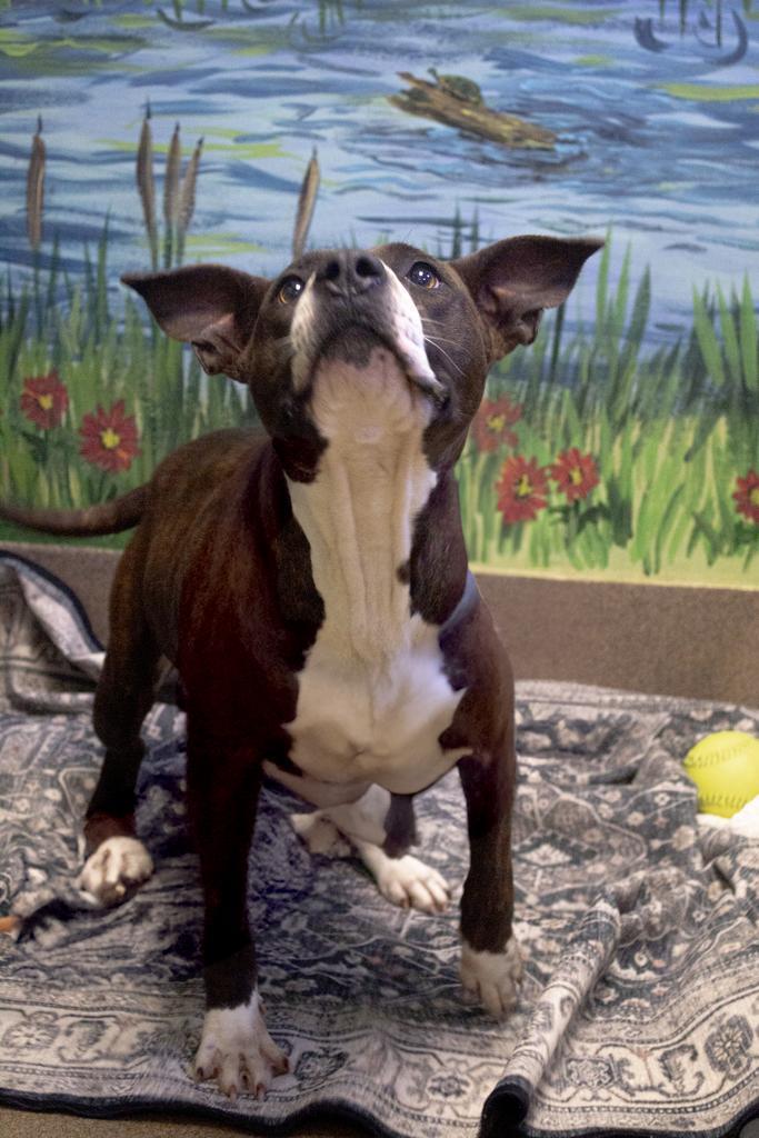 Enlarge Big Frankie, a Adoptable mixed breed in Florence, SC image 2/6