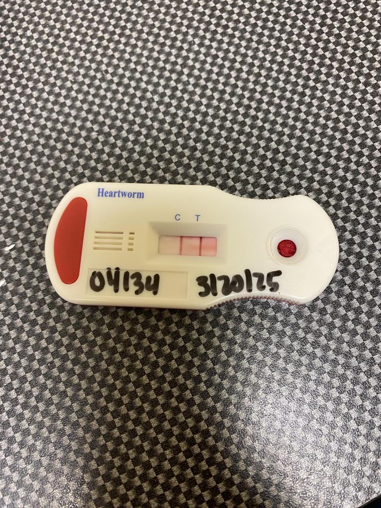 Enlarge Big Frankie, a Adoptable mixed breed in Florence, SC image 3/6