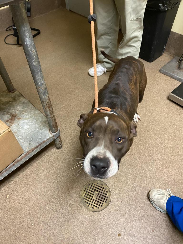 Enlarge Big Frankie, a Adoptable mixed breed in Florence, SC image 5/6