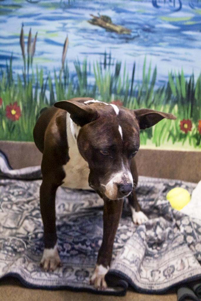 Enlarge Big Frankie, a Adoptable mixed breed in Florence, SC image 5/6