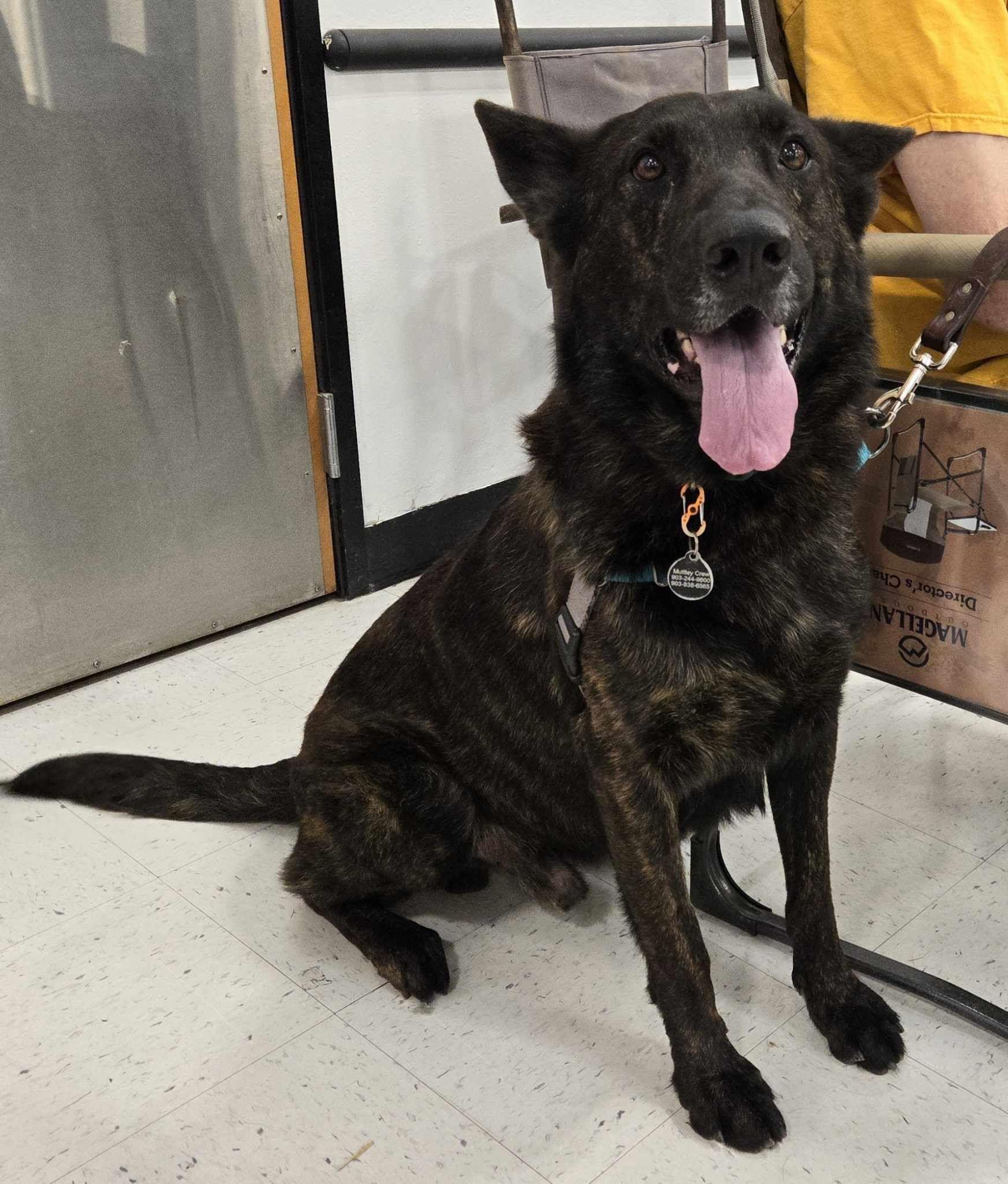 Zeus, Adopted, Adult Male Dutch Shepherd & German Shepherd Dog.