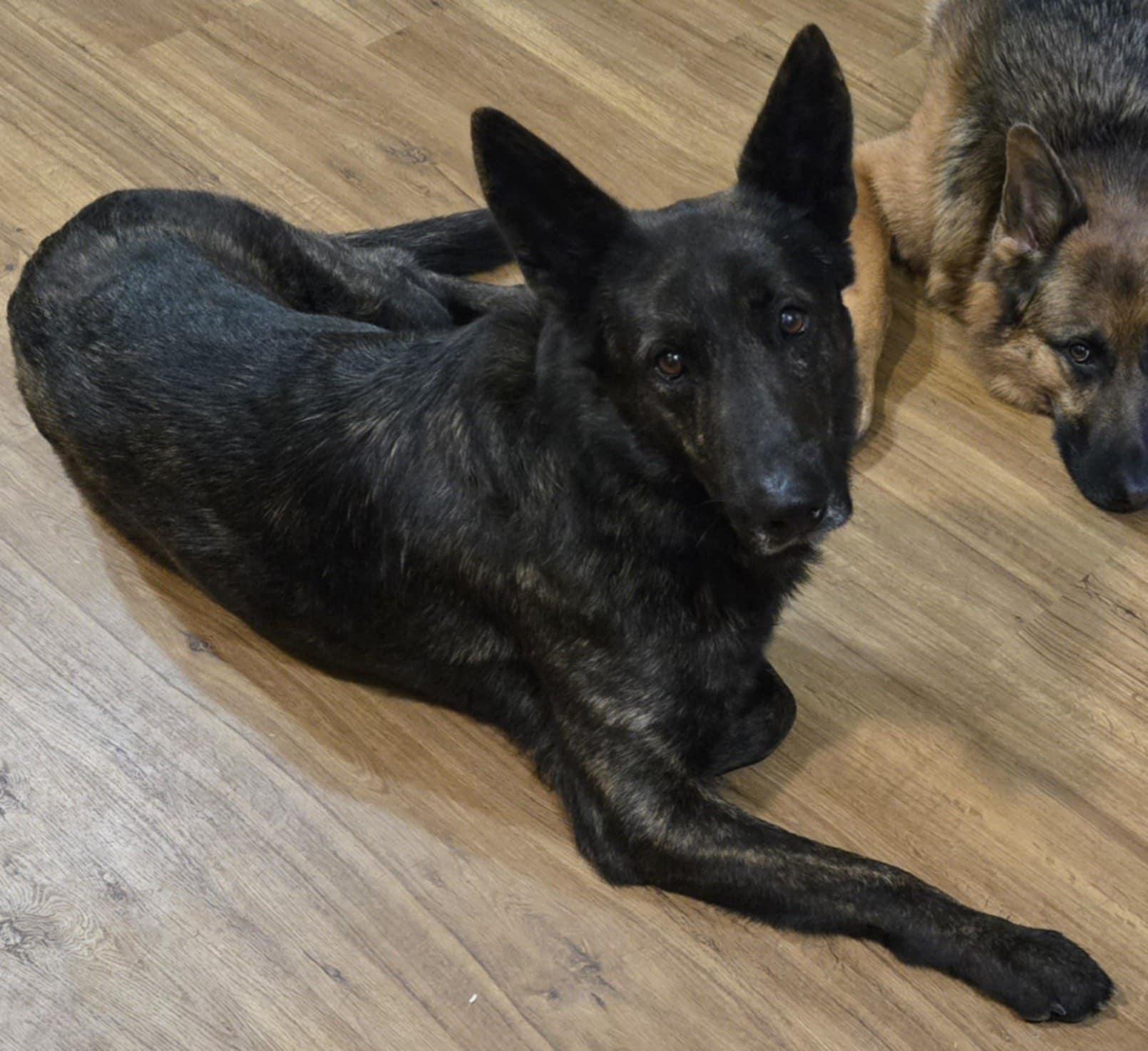 Enlarge Zeus, a Adopted mixed breed in Fouke, AR image 2/5