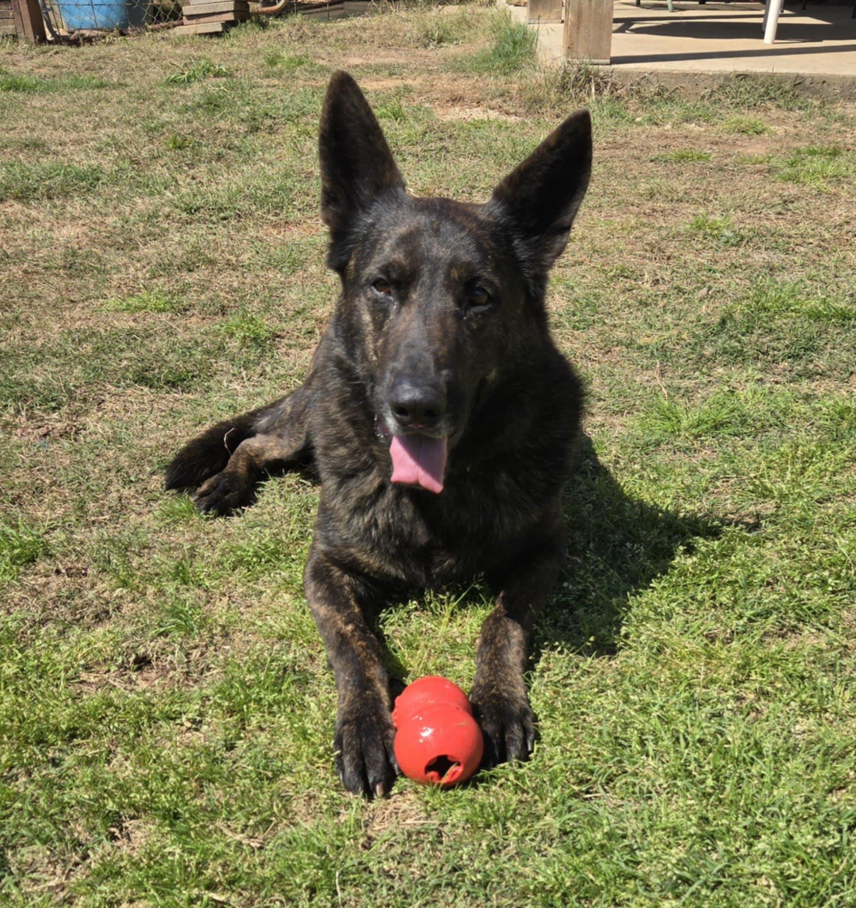 Enlarge Zeus, a Adopted mixed breed in Fouke, AR image 3/5