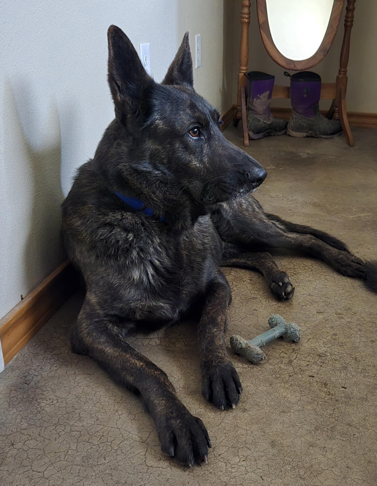 Zeus, Adopted, Adult Male Dutch Shepherd & German Shepherd Dog.