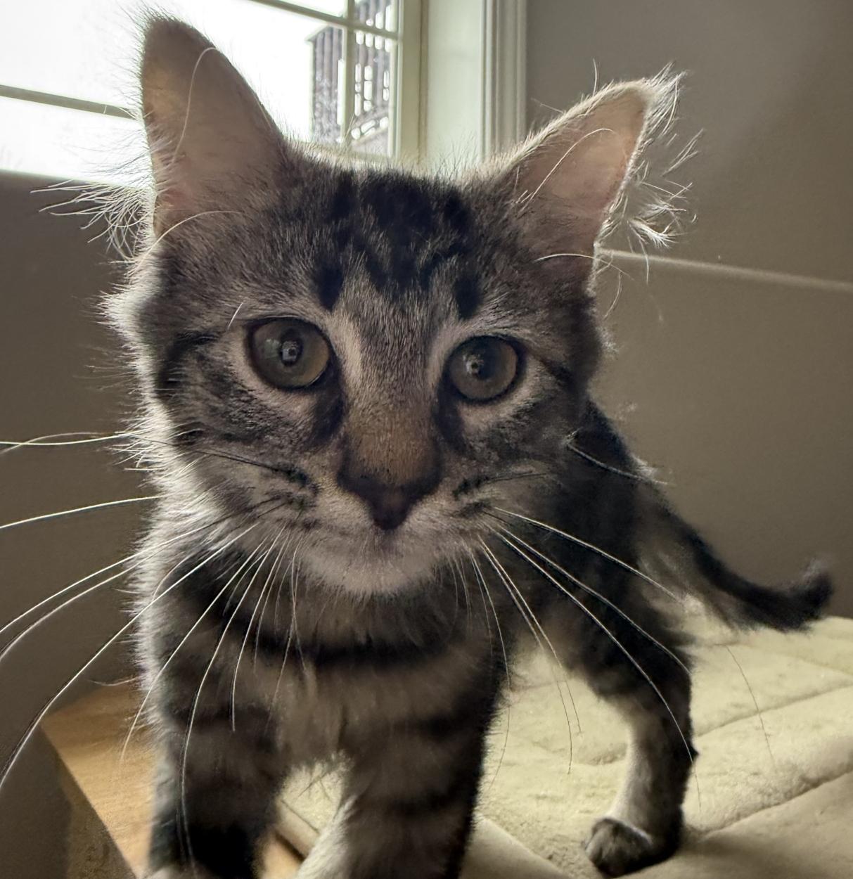 HUXLEY, an adopted Balinese in Savoy, IL image 4/5