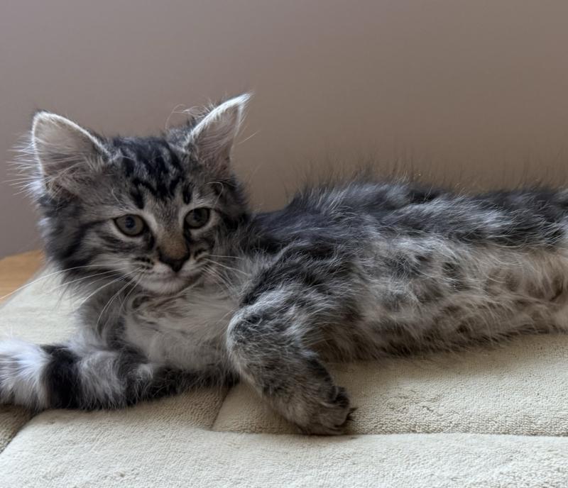 HUXLEY, an adopted Balinese in Savoy, IL image 3/5