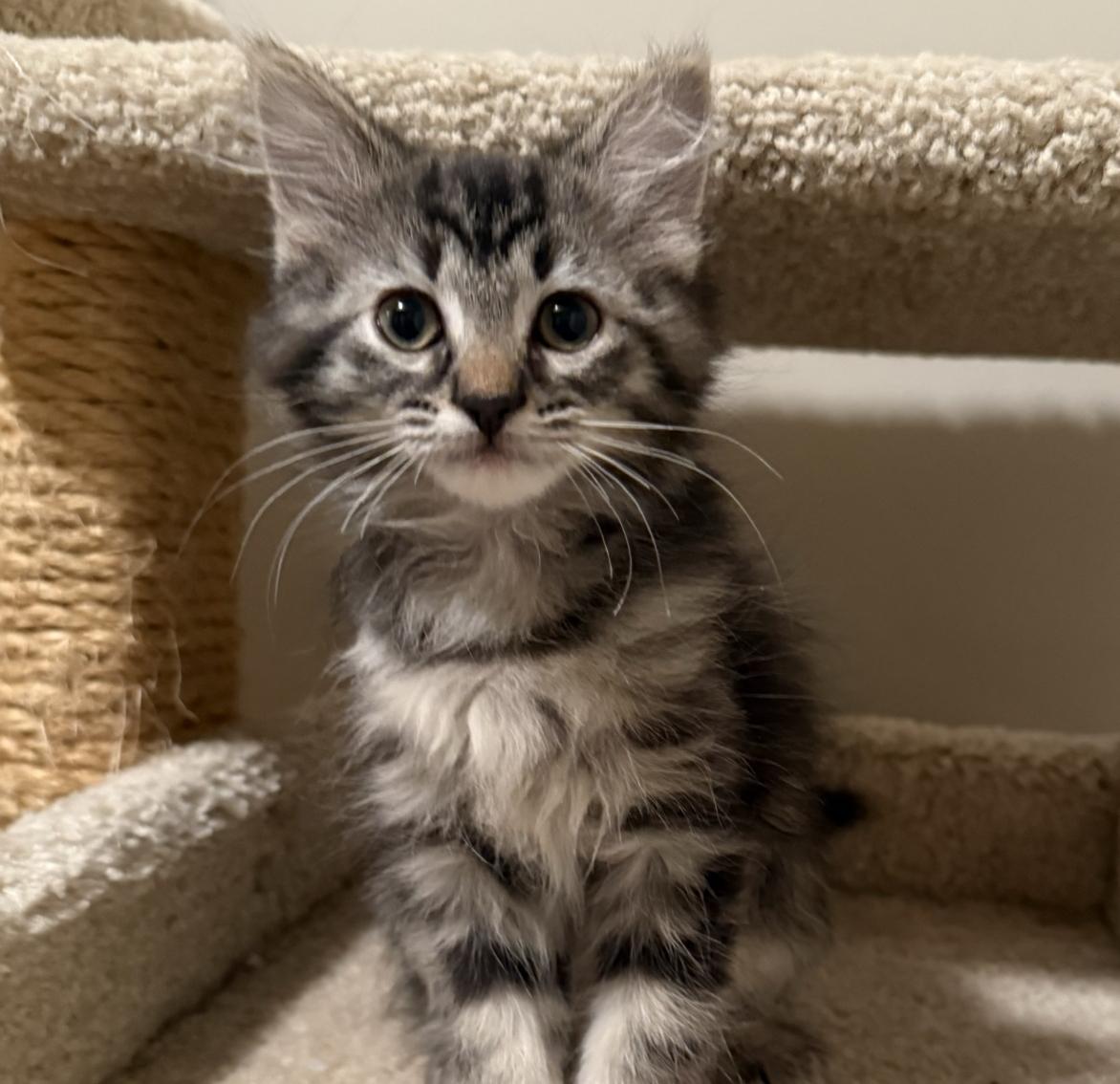 HUXLEY, an adopted Balinese in Savoy, IL image 2/5