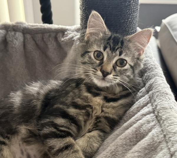 HUXLEY, adopted, Kitten Female Balinese.