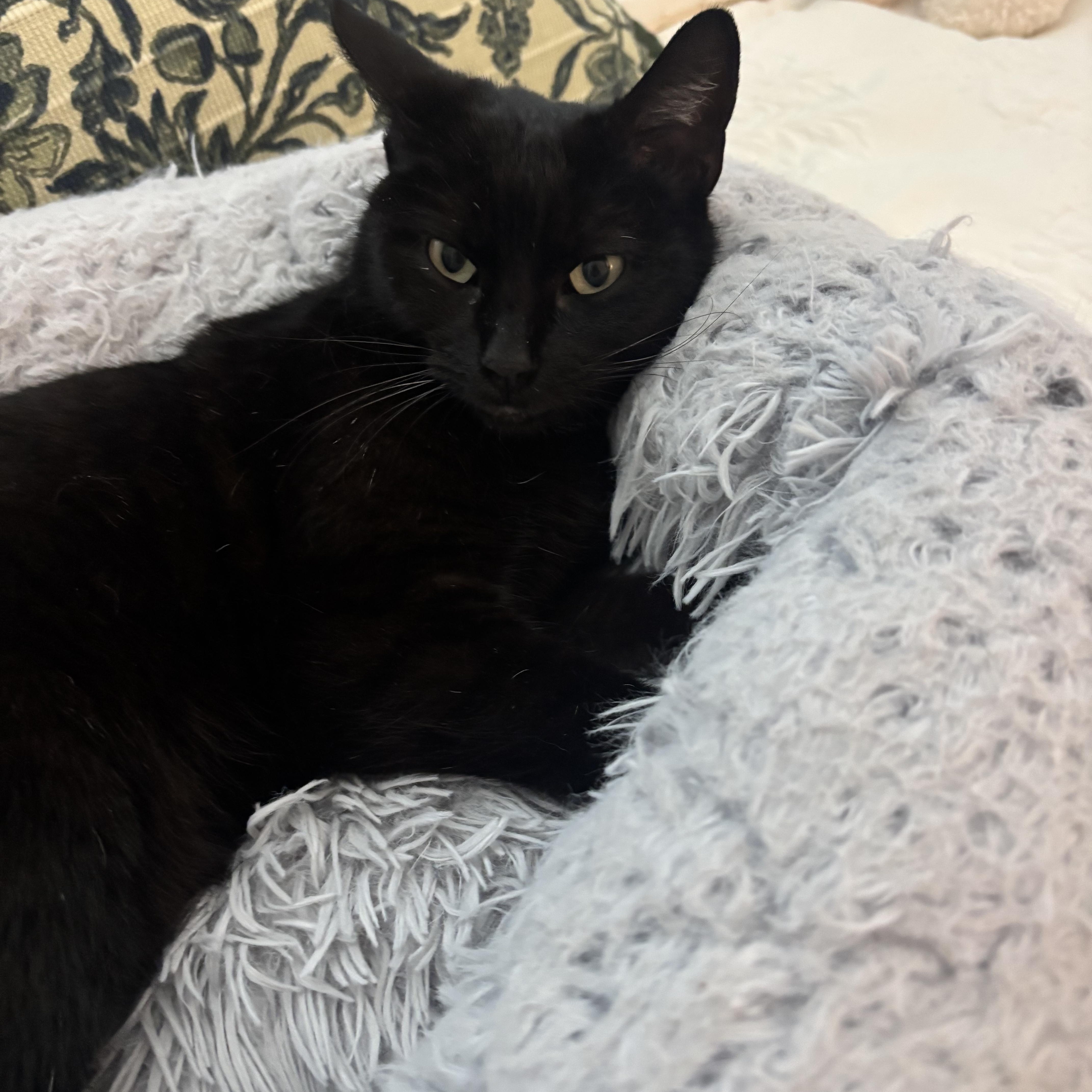 Enlarge Bella, a ADOPTABLE Bombay in Poway, CA image 2/4