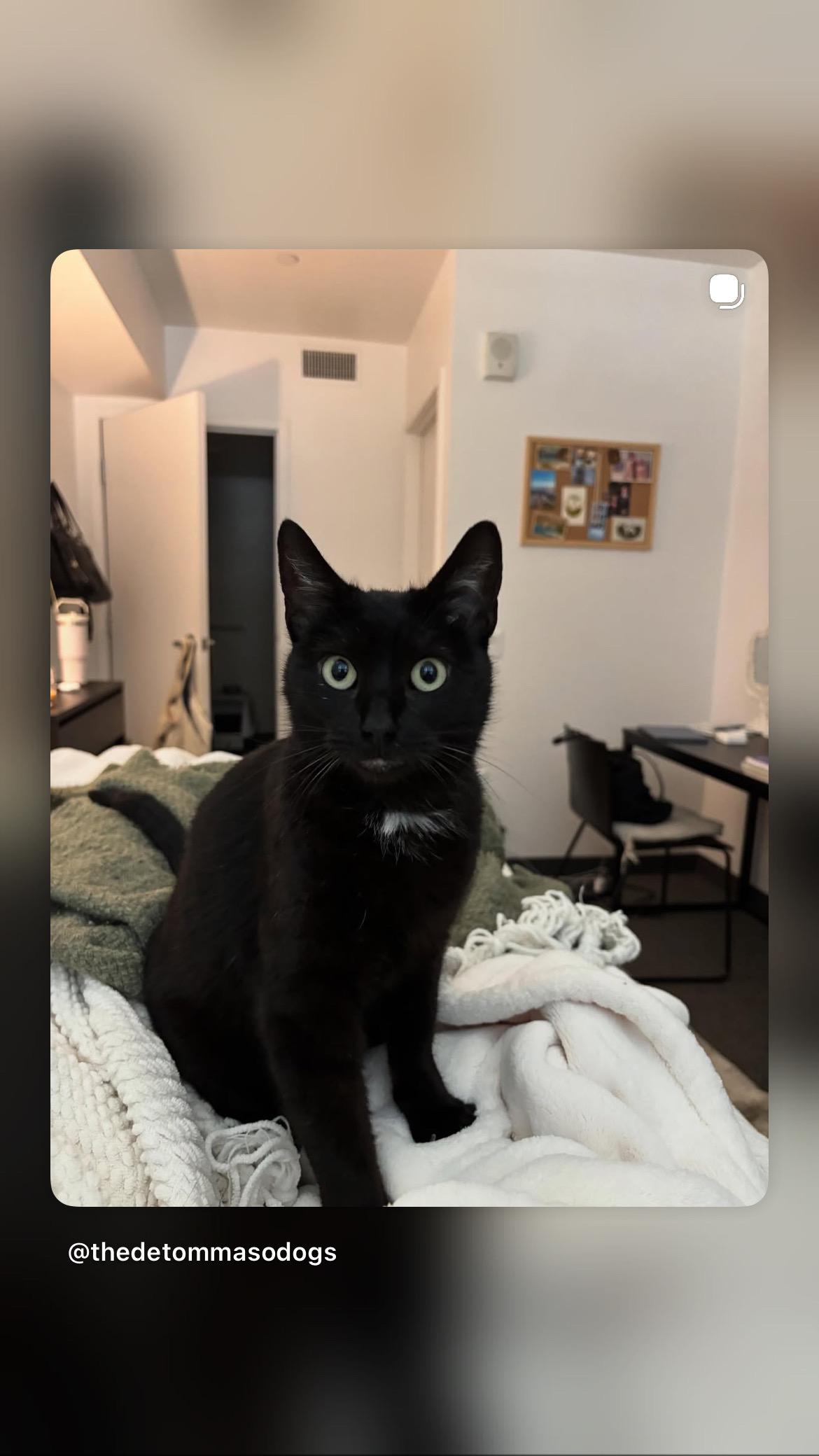 Enlarge Bella, a ADOPTABLE Bombay in Poway, CA image 4/4