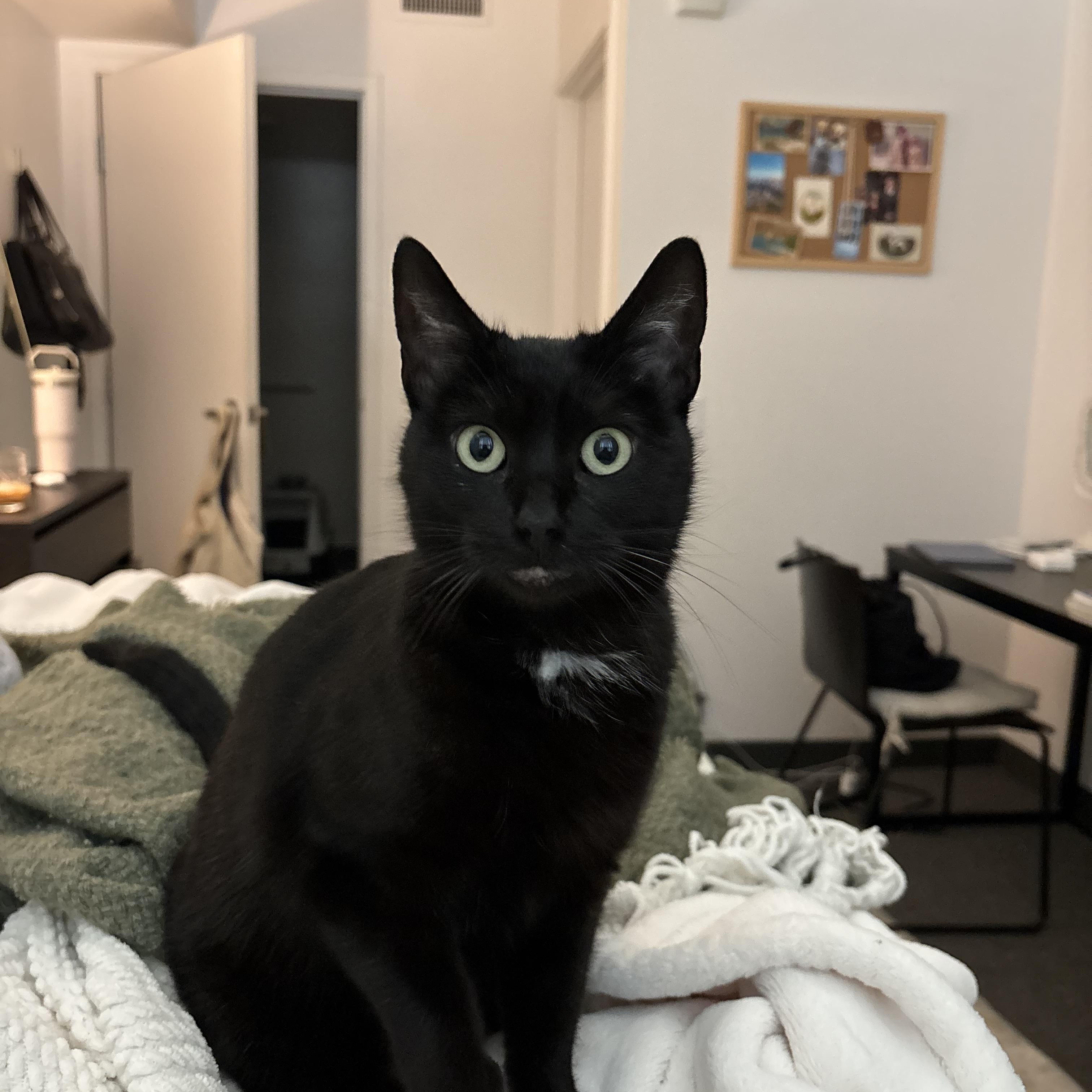 Enlarge Bella, a ADOPTABLE Bombay in Poway, CA image 3/4