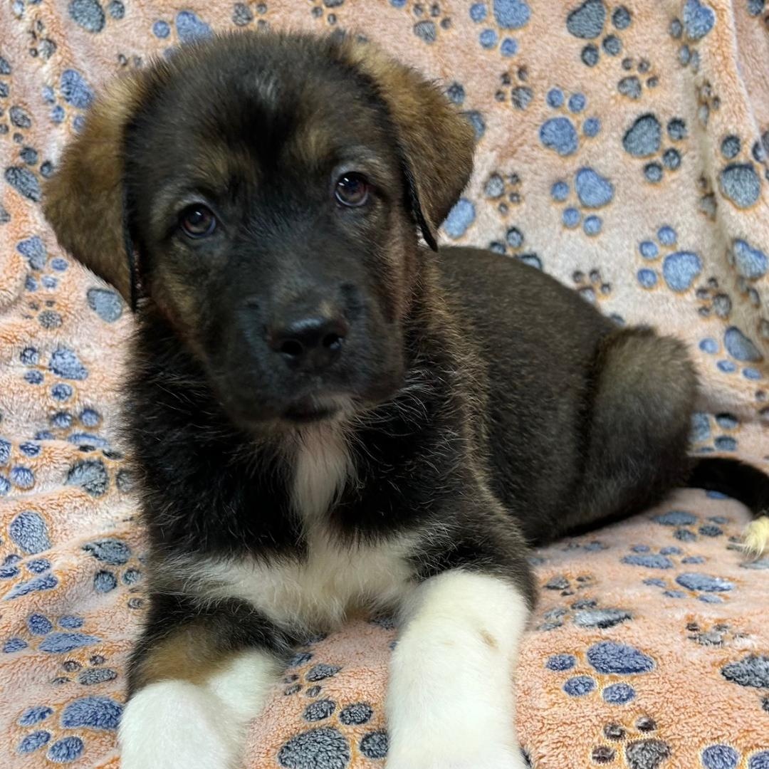 Cora