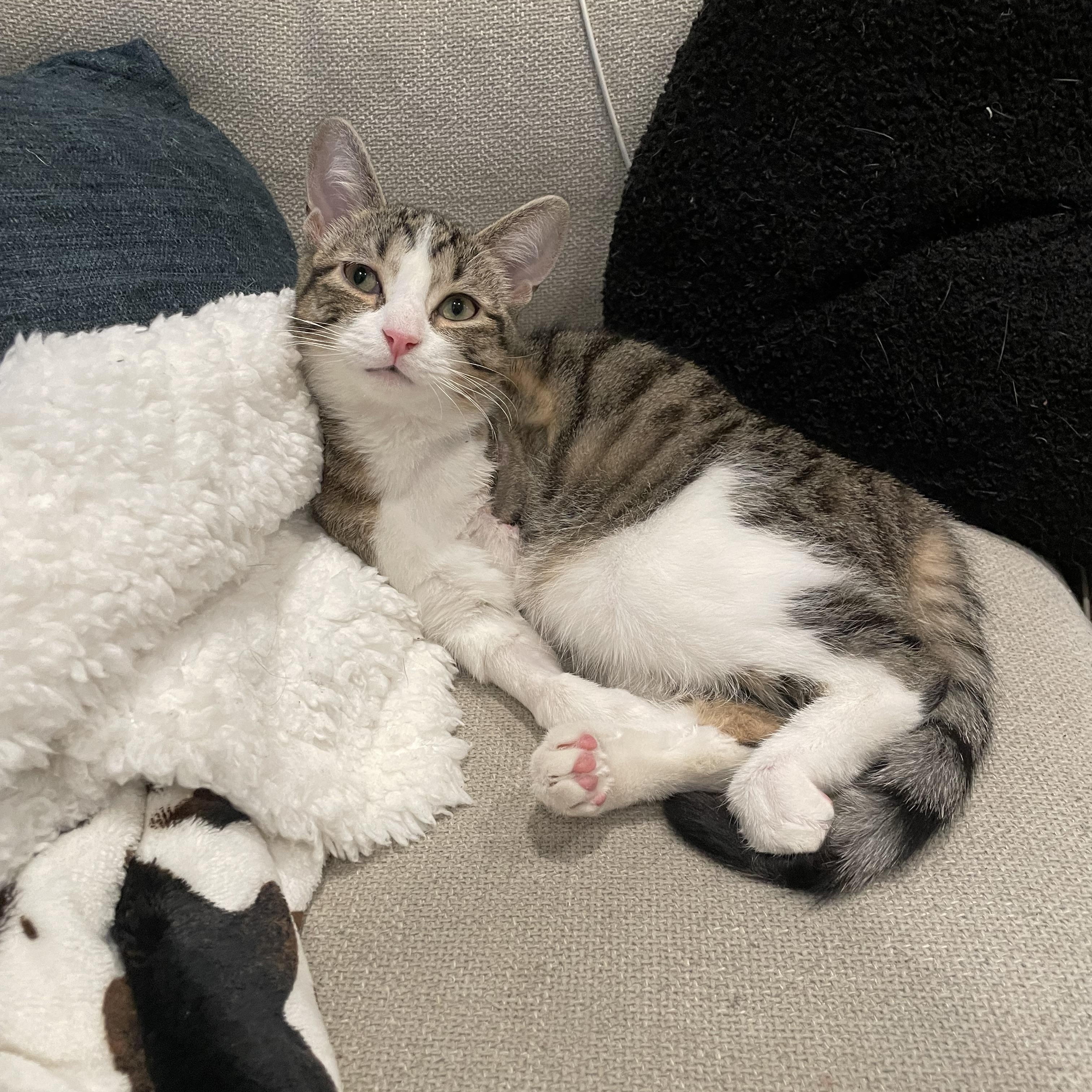 Enlarge Hemingway, an adopted Domestic Short Hair in Philadelphia, PA image 6/6