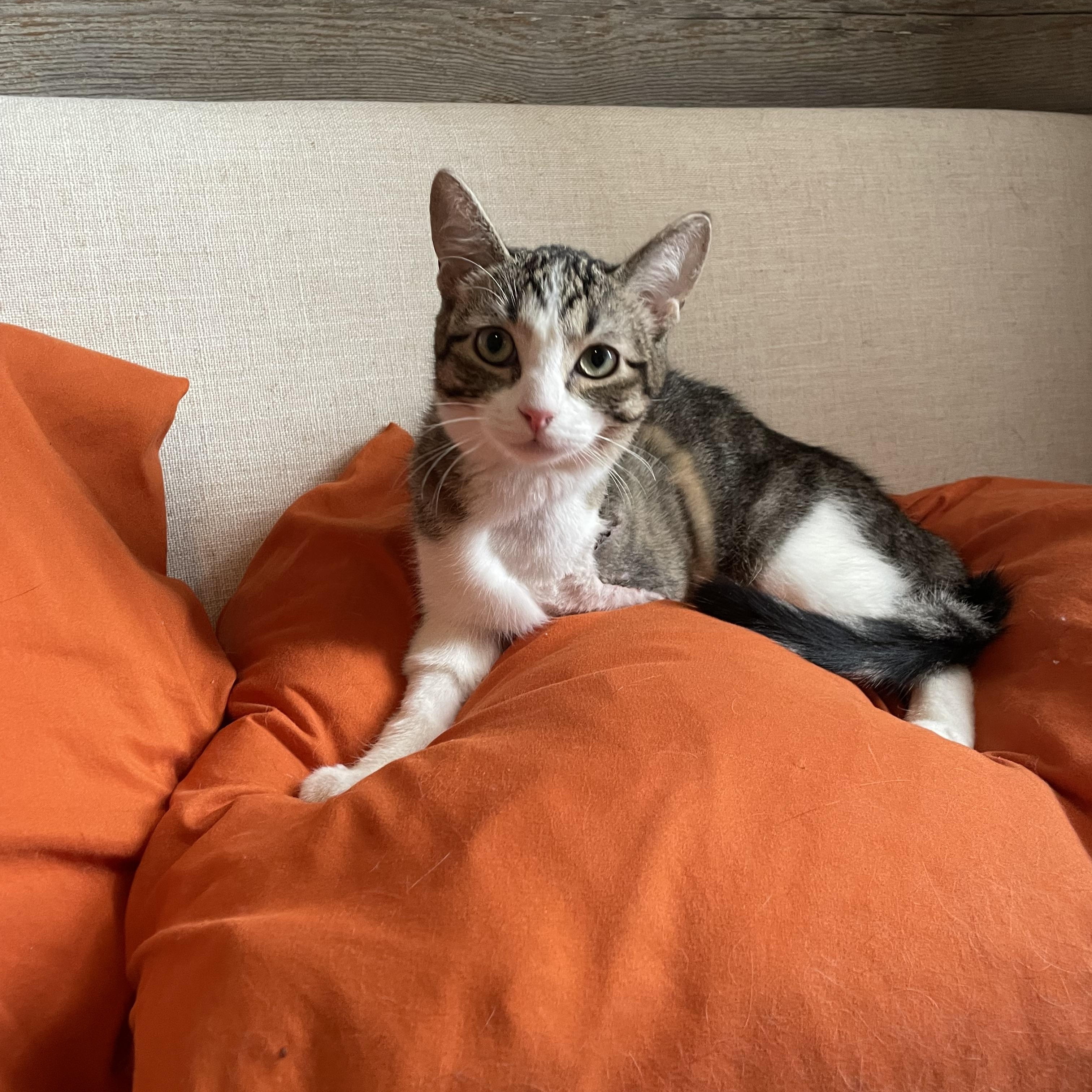 Enlarge Hemingway, an adopted Domestic Short Hair in Philadelphia, PA image 3/6