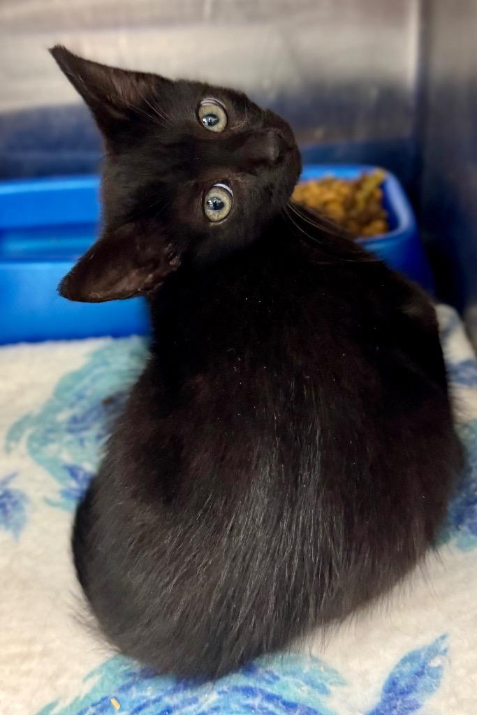 Adam, Adoptable, Kitten Male Domestic Short Hair.