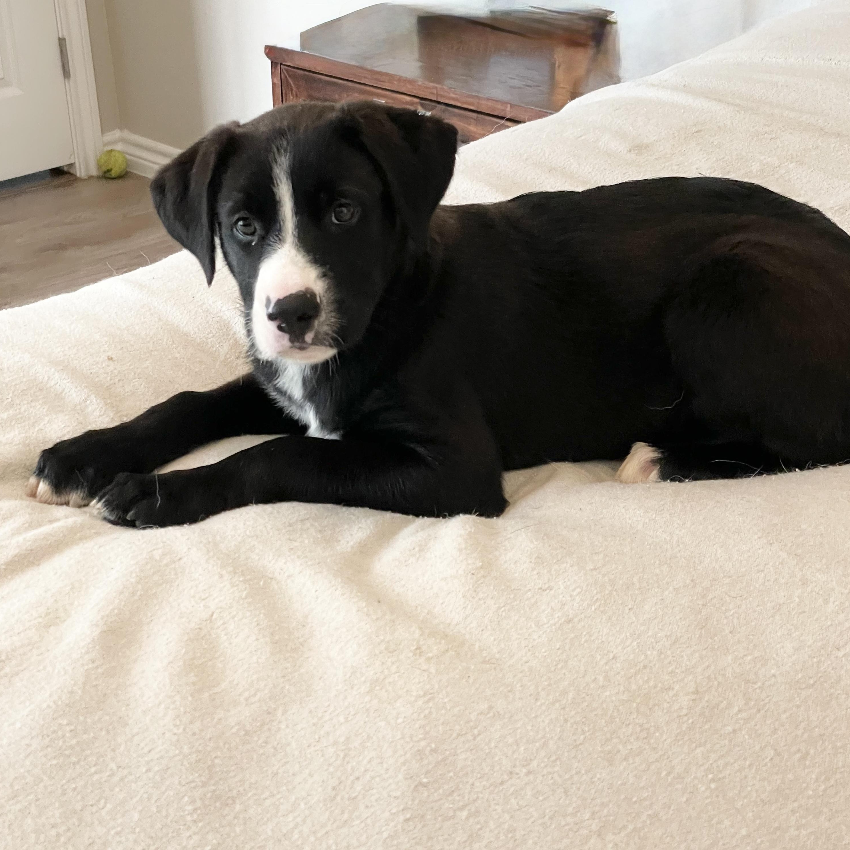 Dog for adoption Perfect sweet Jara, a Black Labrador Retriever