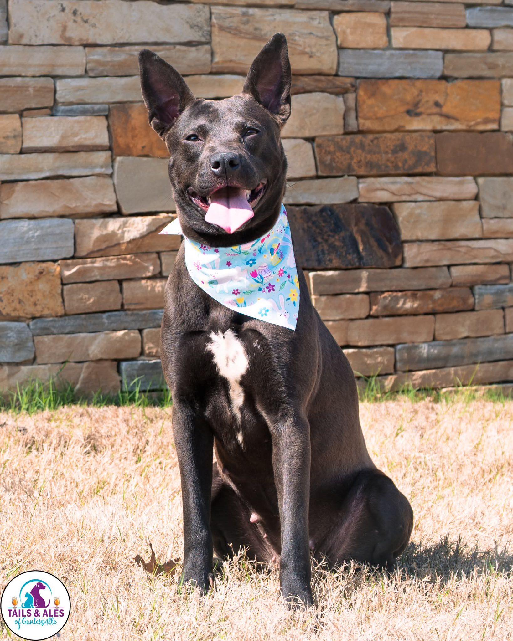 Lottie, an adopted mixed breed in Guntersville, AL image 2/3