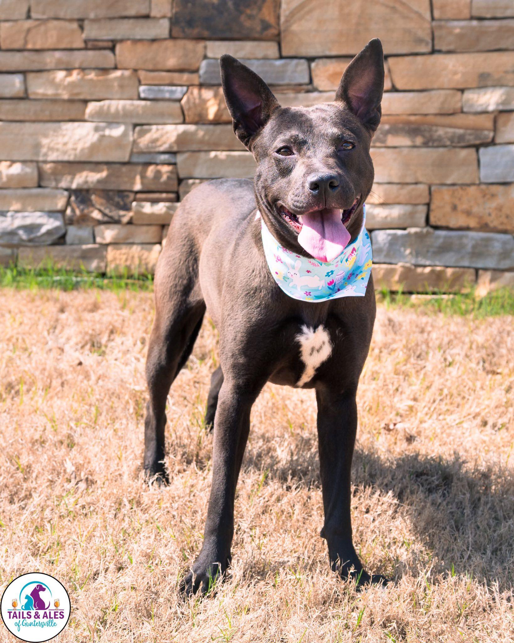 Lottie, adopted, Young Female Pit Bull Terrier.