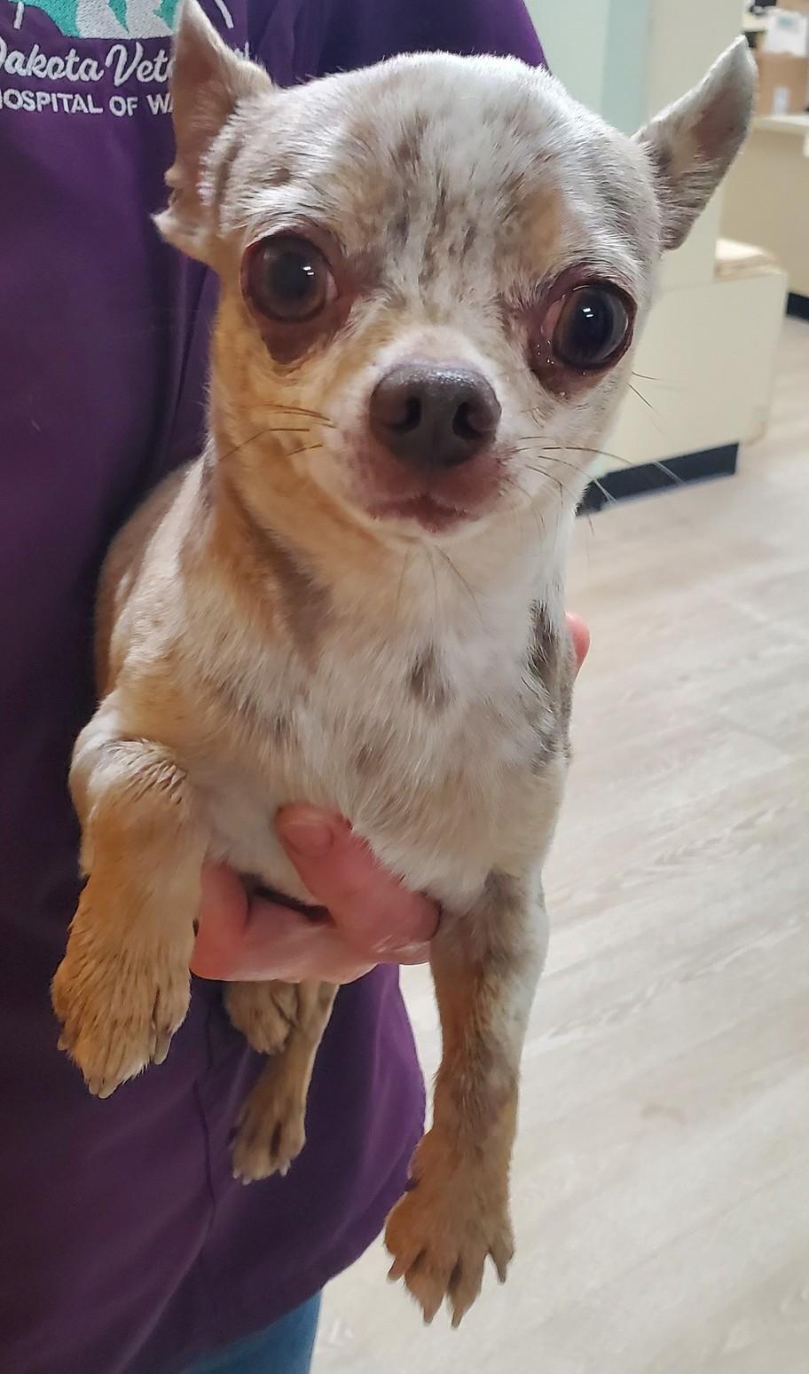 Beans , adopted, Senior Male Chihuahua.
