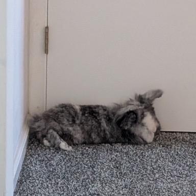 Martin (with bondmate Louisa), Adoptable, Adult Male Lionhead.
