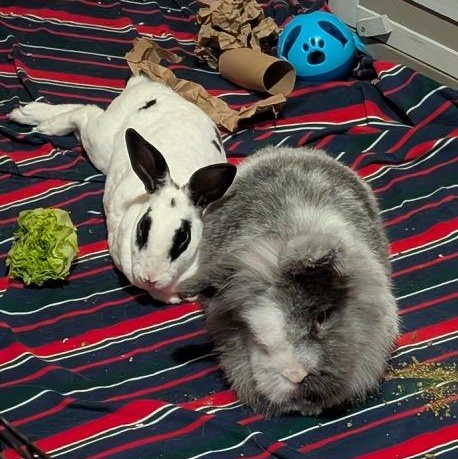 Martin (with bondmate Louisa), a Adoptable Lionhead in Pittsburgh, PA image 2/4