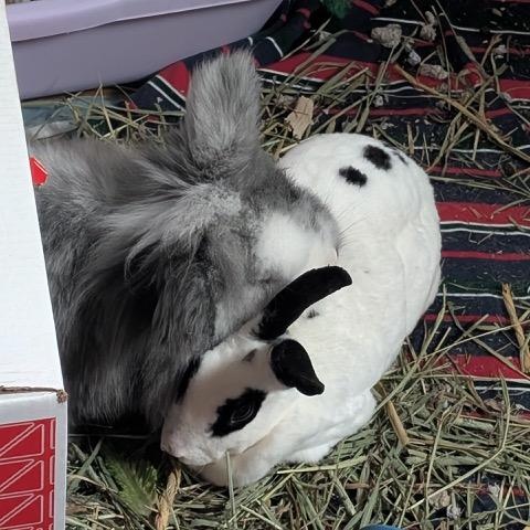 Martin (with bondmate Louisa), a Adoptable Lionhead in Pittsburgh, PA image 3/4
