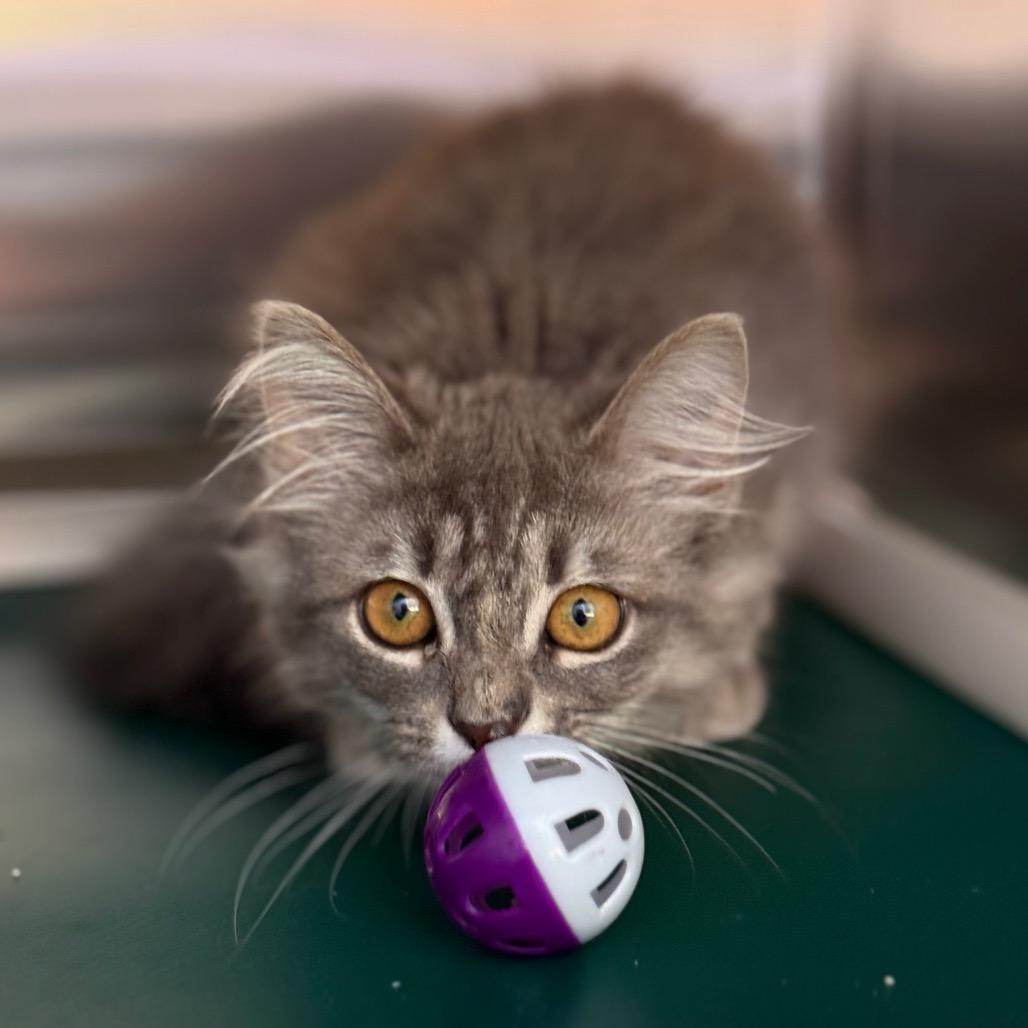 Bax, Adoptable, Kitten Female Domestic Long Hair.