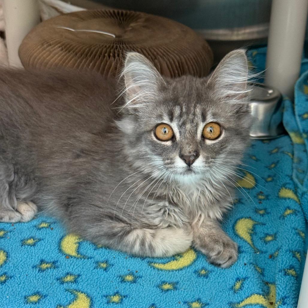 Bax, a Adoptable Domestic Long Hair in New Fairfield, CT image 2/6