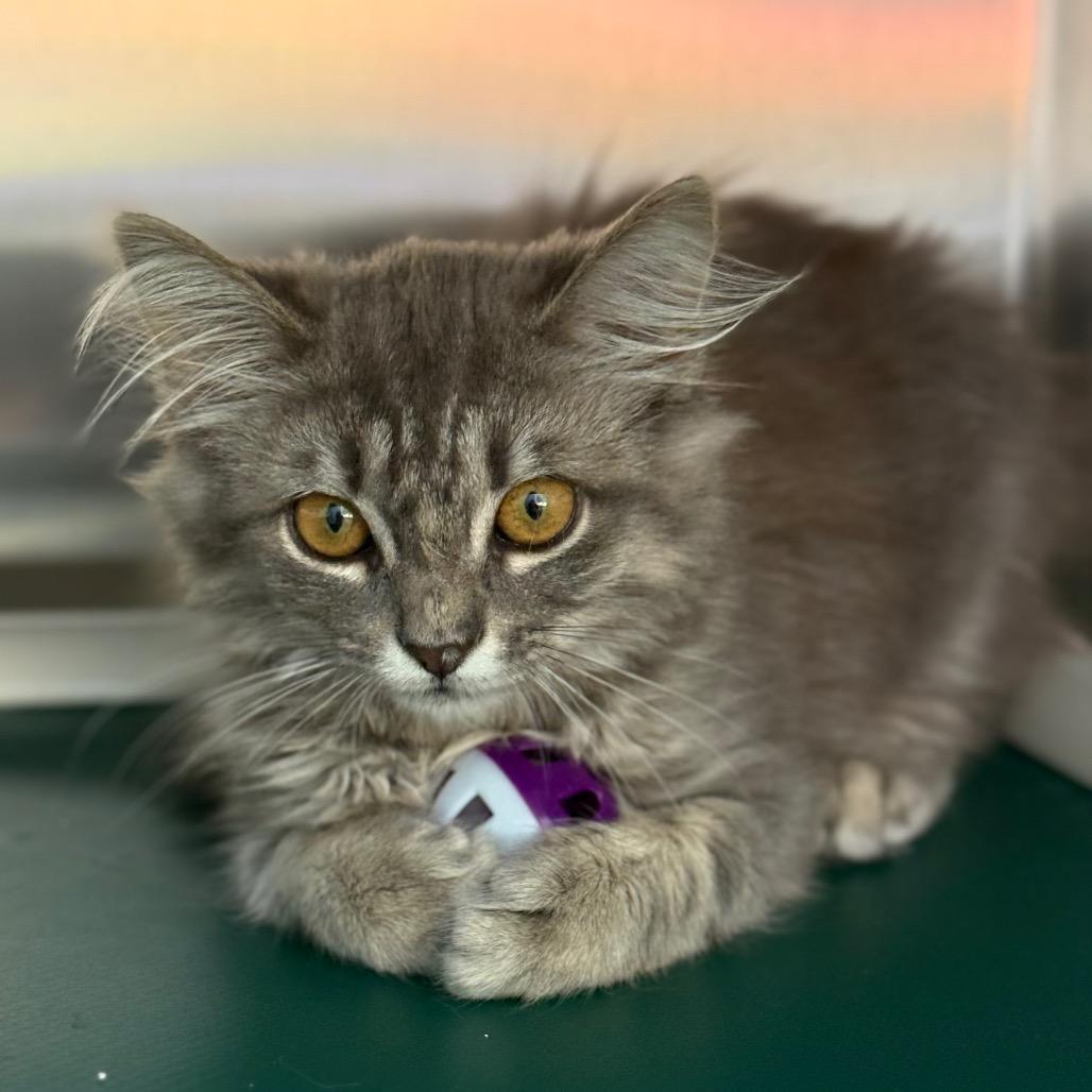 Bax, a Adoptable Domestic Long Hair in New Fairfield, CT image 3/6