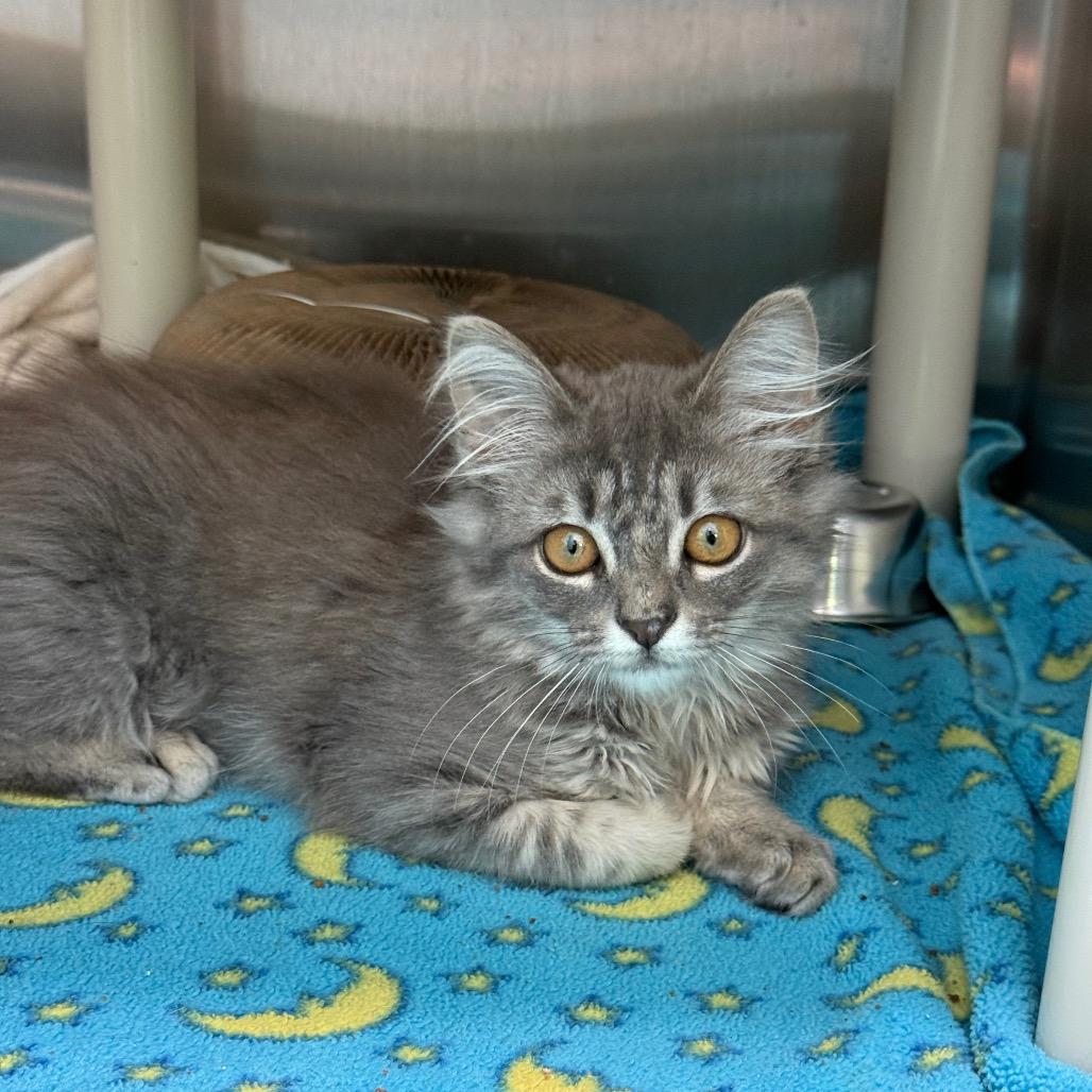 Bax, a Adoptable Domestic Long Hair in New Fairfield, CT image 4/6