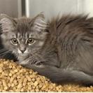 Bax, a Adoptable Domestic Long Hair in New Fairfield, CT image 5/6