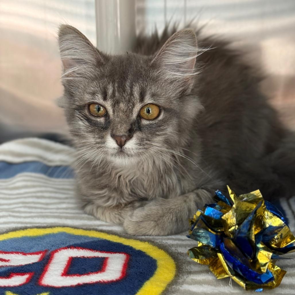 Bax, a Adoptable Domestic Long Hair in New Fairfield, CT image 6/6