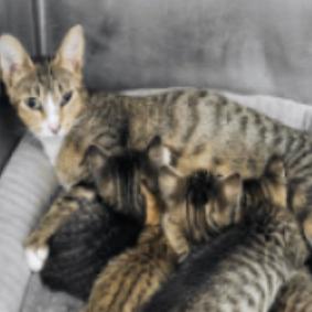 Mama Tater Tot Houston, Adoptable, Adult Female Domestic Short Hair.