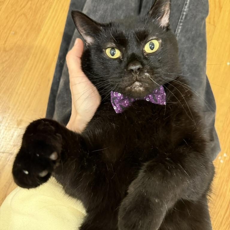 Samhain, adoptable, Adult Male Domestic Short Hair.