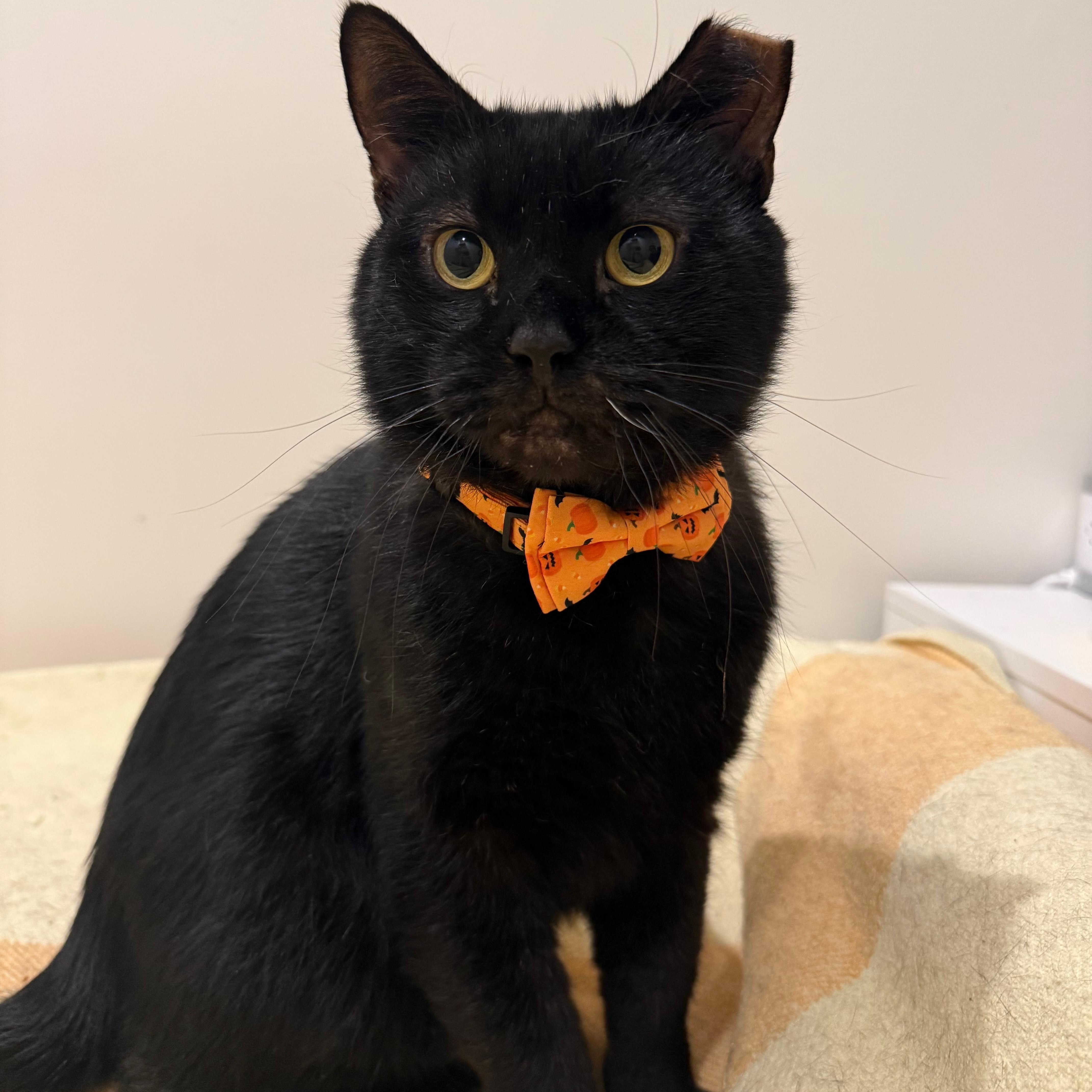 Enlarge Samhain, an adoption pending Domestic Short Hair in Brooklyn , NY image 4/5