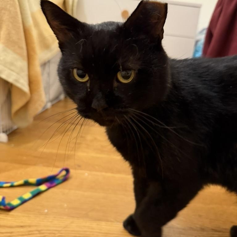 Enlarge Samhain, an adoption pending Domestic Short Hair in Brooklyn , NY image 2/5