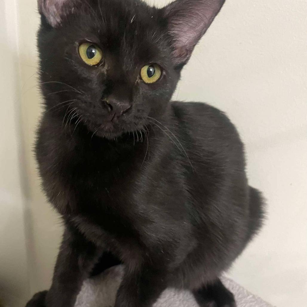 Enlarge Coal, a Adoptable Domestic Short Hair in Plainfield, IL image 1/5