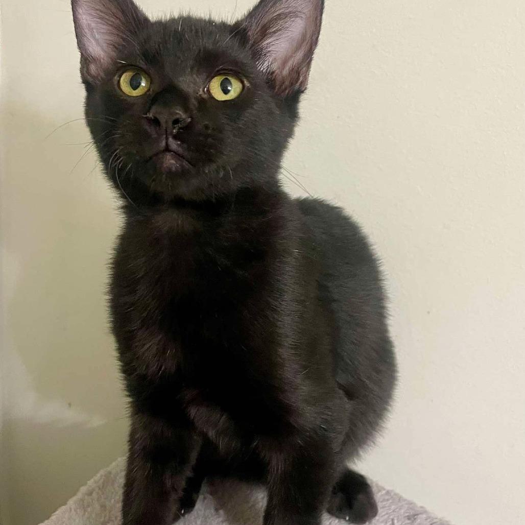 Enlarge Coal, a Adoptable Domestic Short Hair in Plainfield, IL image 2/5