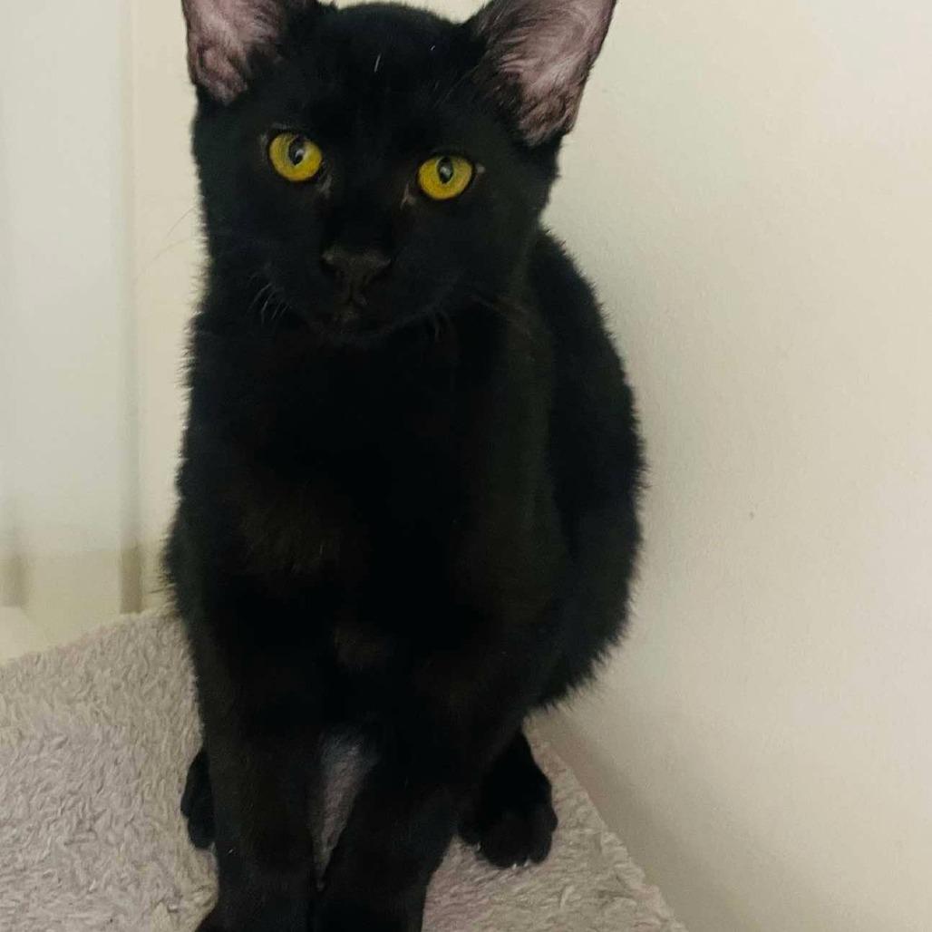 Enlarge Coal, a Adoptable Domestic Short Hair in Plainfield, IL image 3/5