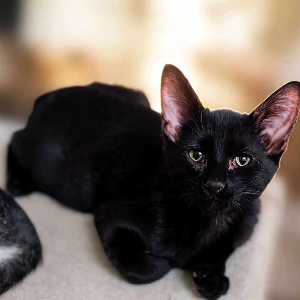 Enlarge Coal, a Adoptable Domestic Short Hair in Plainfield, IL image 4/5