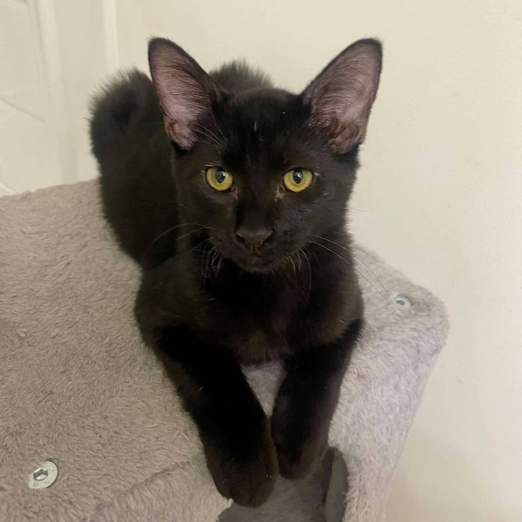 Enlarge Coal, a Adoptable Domestic Short Hair in Plainfield, IL image 5/5