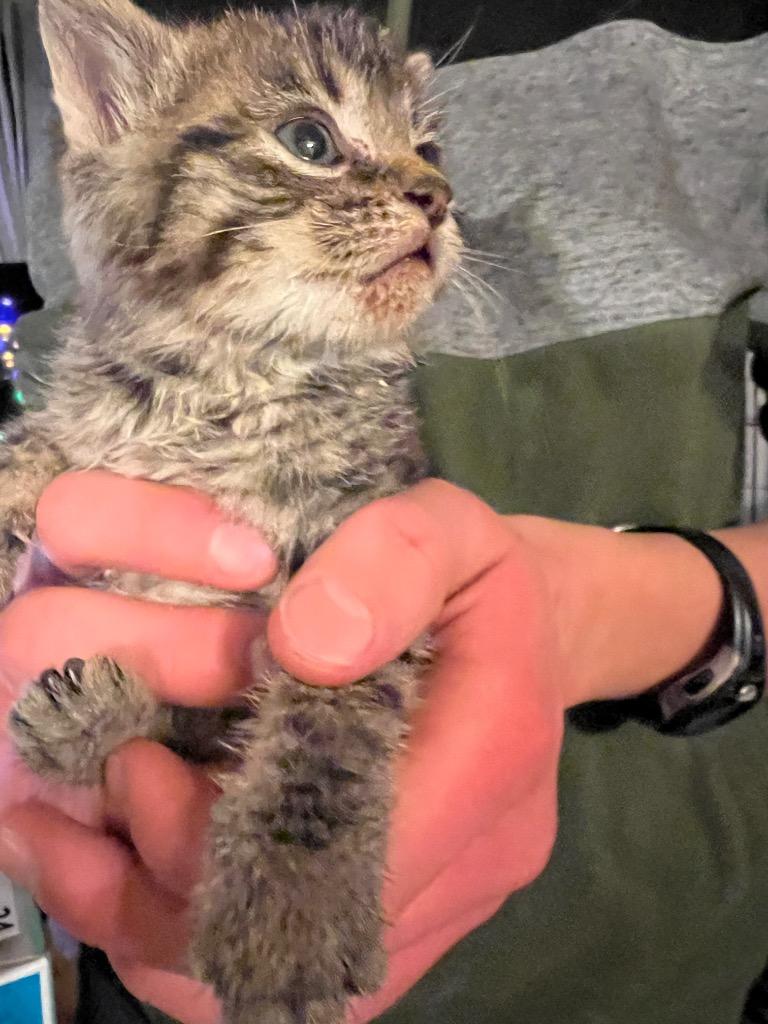 Enlarge Victor, a Adoptable Domestic Short Hair in Cloquet, MN image 1/1