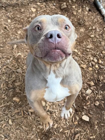Enlarge Gretchen, a Adoptable mixed breed in Cumming, GA image 1/2